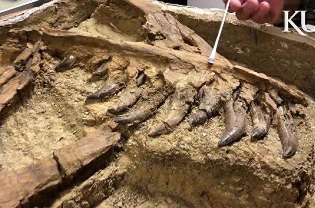 Ученые обнаружили останки новорожденного тираннозавра