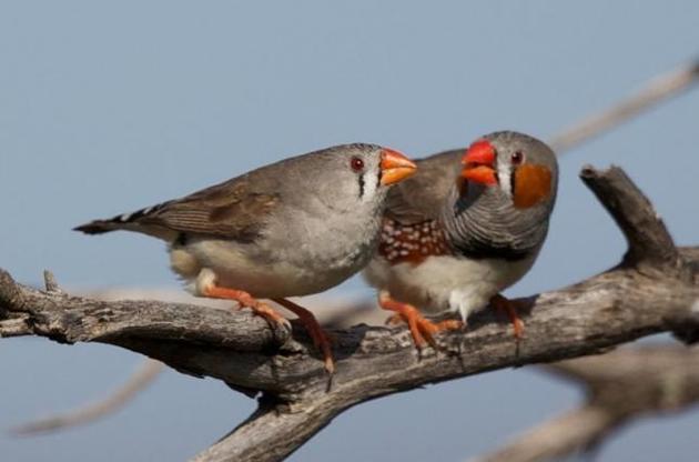 Ученые обнаружили "биокомпас" в глазах у птиц