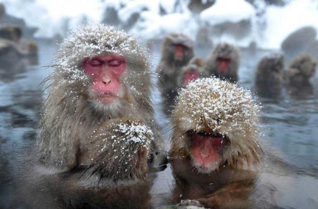 Японские обезьяны в горячих источниках фото
