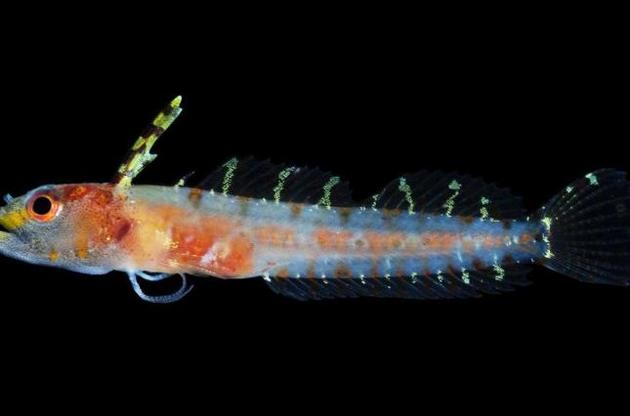 Ученые обнаружили новые виды глубоководных рыб