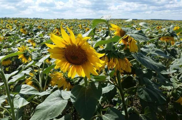 В Україні сьогодні буде тепло і сухо.