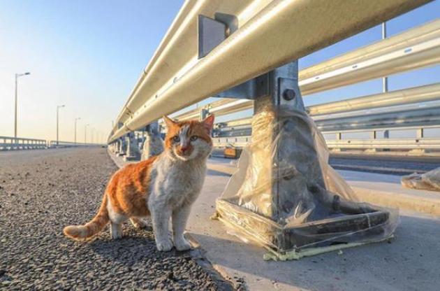 Кіт затьмарив Путіна на мосту в анексований Крим - WP