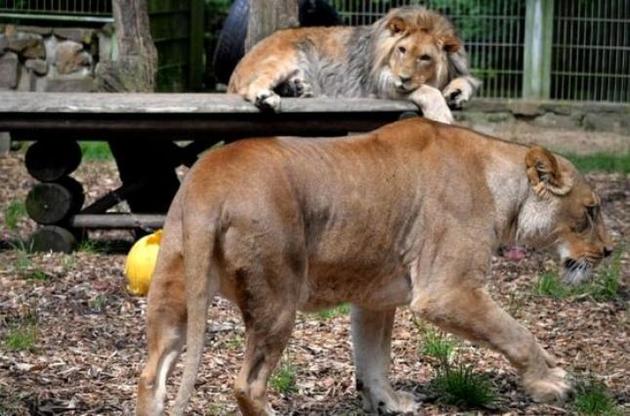 В Германии из зоопарка сбежали львы, тигры и ягуар