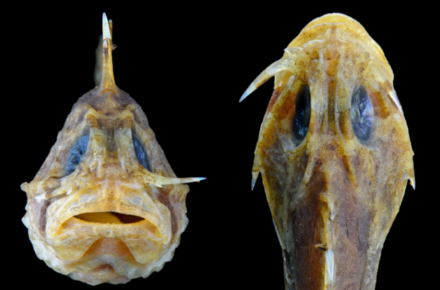 Ученые обнаружили рыб со "слезными саблями" для защиты от хищников