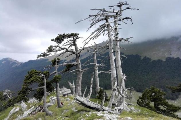 Ученые обнаружили древнейшее дерево Европы