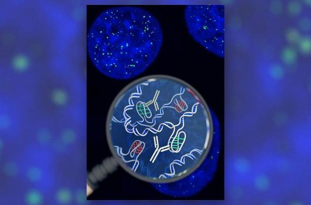 Вчені знайшли в клітинах людини нову форму ДНК