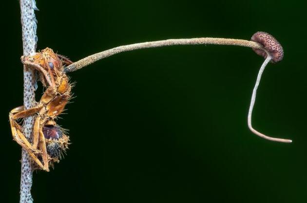 Грибы-паразиты изменяют свое поведение в зависимости от климата