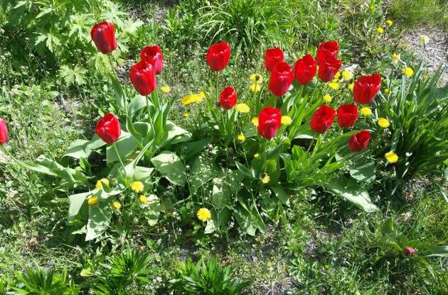 Синоптики пообещали хорошую погоду по крайней мере в субботу, в воскресенье может немного похолодать