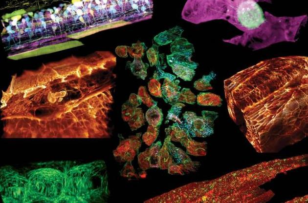 Ученые показали работу клеток внутри организма в 3D