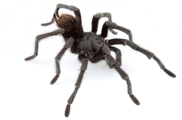 Павуки можуть літати за допомогою &quot;повітряних куль&quot; з павутини