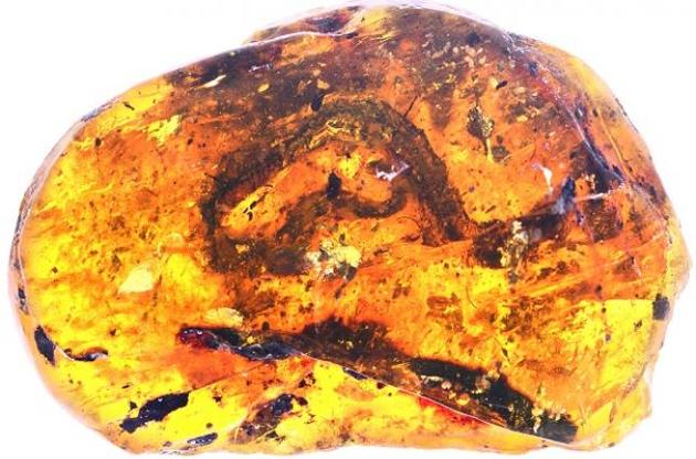 Ученые обнаружили в янтаре древнейшего детеныша змеи