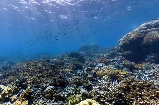 На Гаваях можуть заборонити використання сонцезахисних засобів через загрозу кораловим рифам