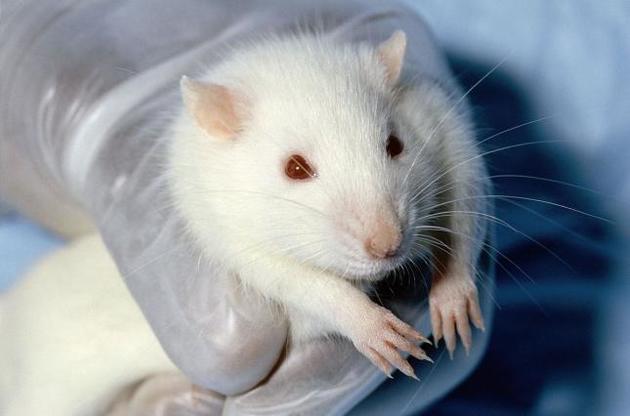 Вченим вдалося захистити мозок щурів від впливу стресу