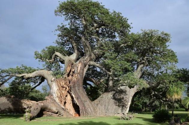 Найбільші та найдавніші баобаби Африки почали вимирати
