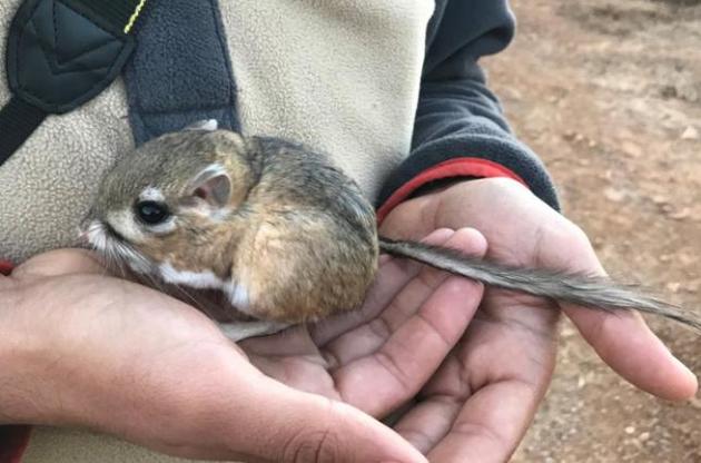 Сан-Китинські стрибуни вважалися вимерлими кілька десятків років