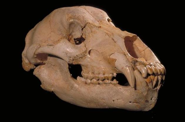 Денінгерський ведмідь виявився вегетаріанцем