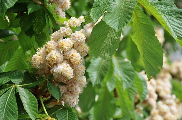 Цьогорічна весна посіла дев&rsquo;яту позицію серед найтепліших у Києві з 1881 року