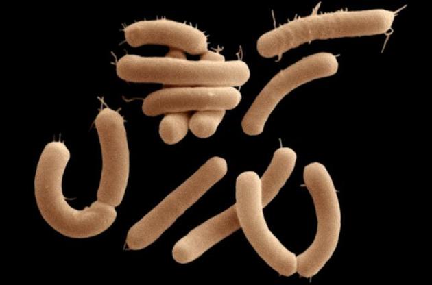 Вченим вперше вдалося побачити, як бактерії набувають стійкості до антибіотиків