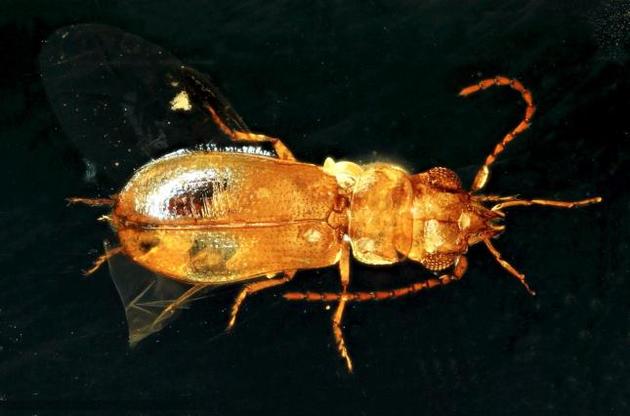 Вчені виявили в бурштині найдавнішого жука-запилювача