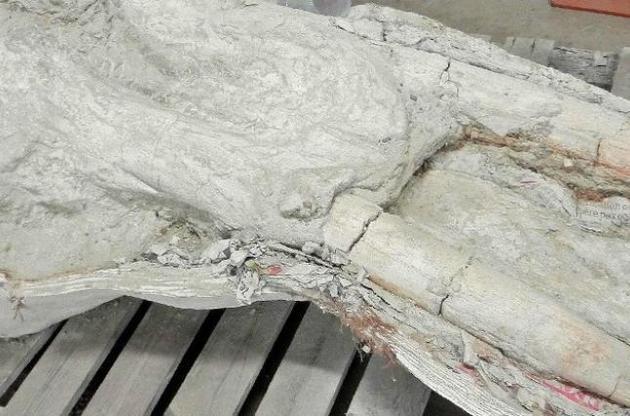 У Франції знайдений рідкісний череп піренейського мастодонта