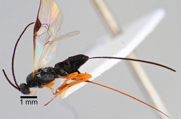 Осу-паразита назвали на честь ксеноморфів