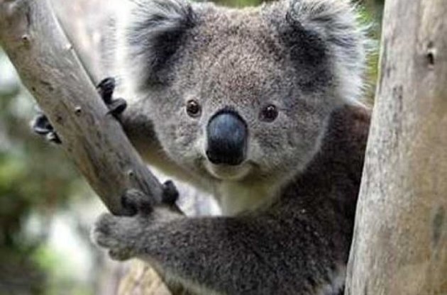 Вчені виявили у коал гени, що допомагають знешкодити отруту евкаліпта