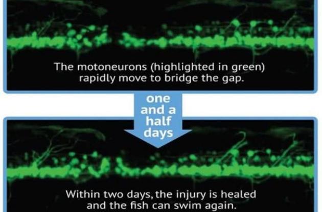 Вченим вдалося добитися відновлення спинного мозку