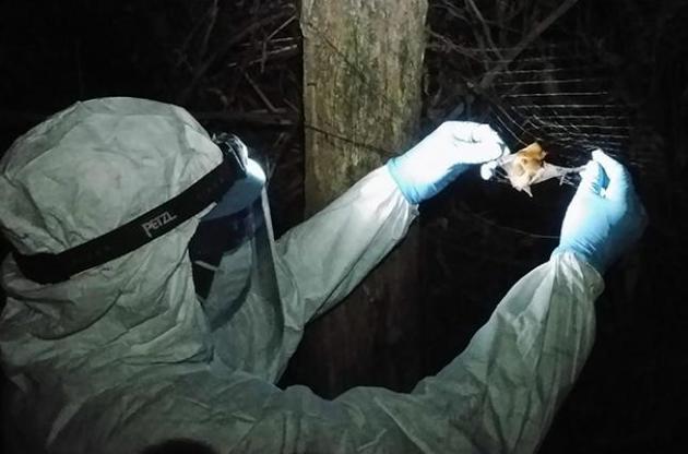 У летучих мышей нашли новый вирус лихорадки Эбола