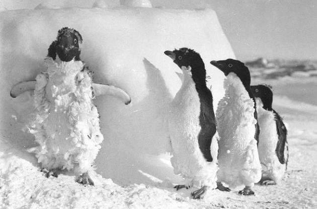 Ученые обнаружили в Антарктиде сотни мумий пингвинов