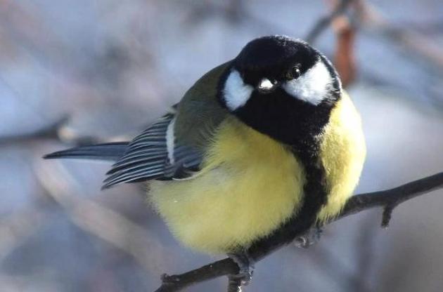 Синиці показали здібності до придушення імпульсних дій