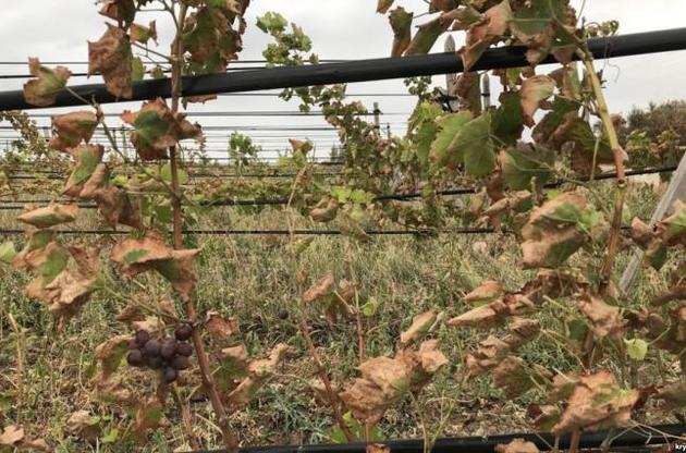 Из-за вредных выбросов раньше времени желтеет и опадает листва