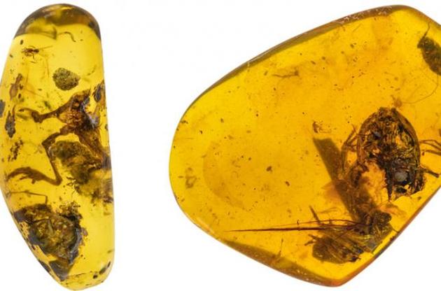 Возраст останков лягушки оценивается в 99 миллионов лет