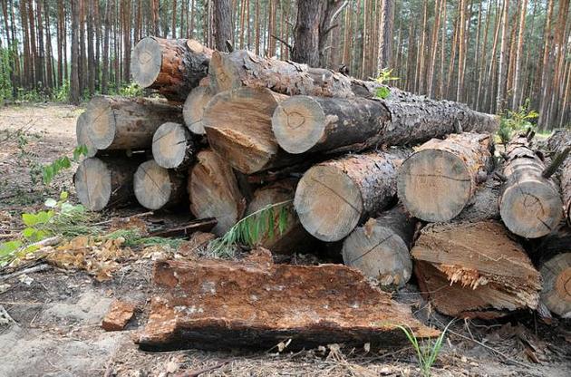 У ДФС анонсували масштабні перевірки експортерів лісу