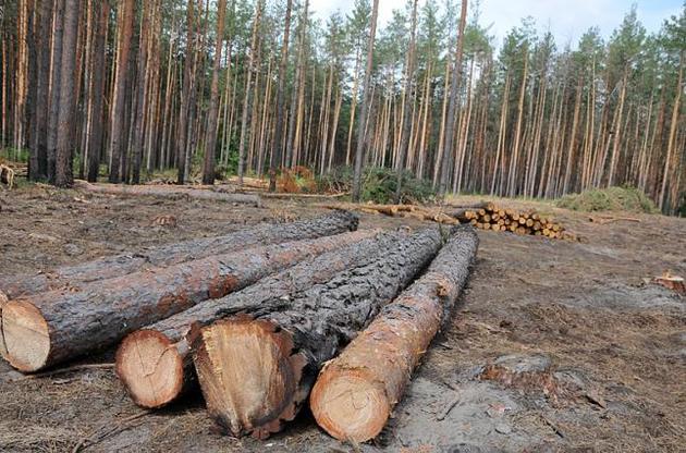 В Украине проведут масштабную проверку лесов