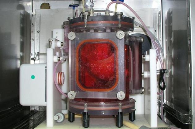 Свині з імплантованими легенями прожили кілька тижнів