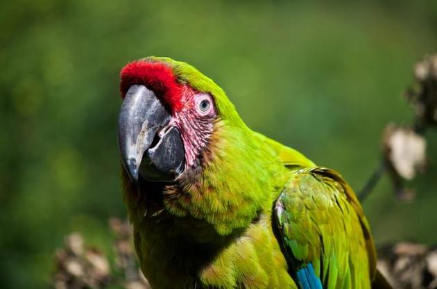 Папуги здатні приймати економічно вигідні рішення – вчені