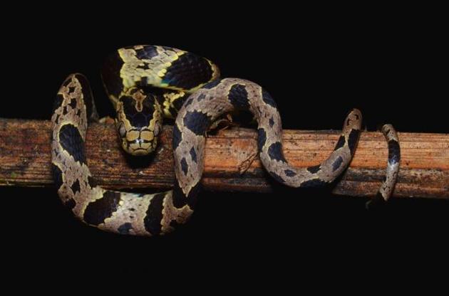 Ученые обнаружили пять новых видов змей, питающихся улитками