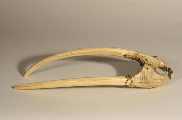 Гренландские викинги оказались средневековыми монополостами