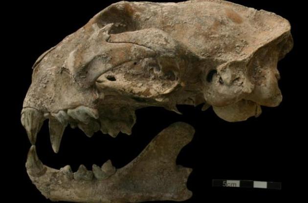 Древние майя торговали дикими животными