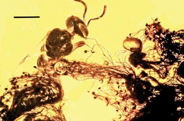 Стародавня квітка привабила до себе бджолу