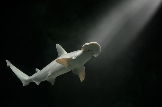 Вчені виявили першу всеїдну акулу