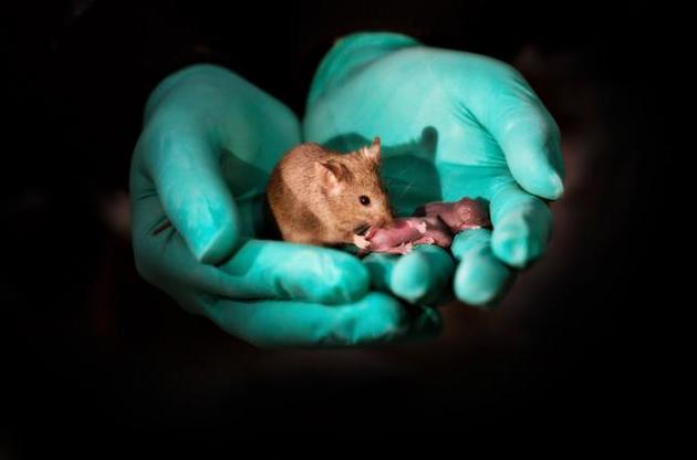 Ученым удалось получить потомство от однополых мышей