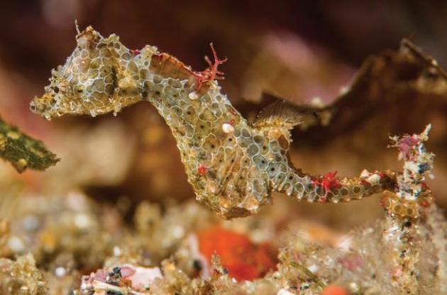 Длина морских коньков составляет 14-16 миллиметров