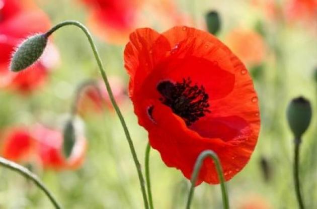 Вченим вдалося розшифрувати геном маку