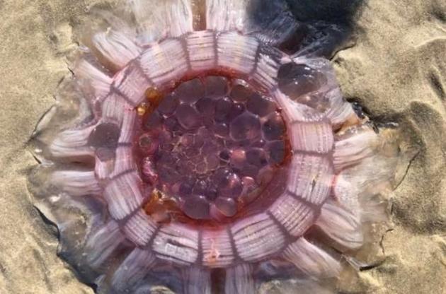 На берег Нової Зеландії викинуло волосисту ціанею