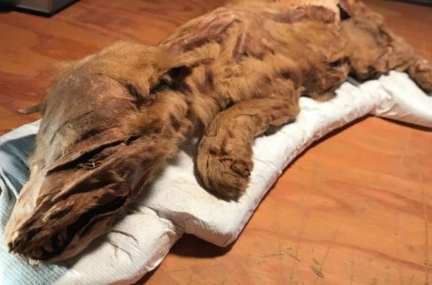 Канадские шахтеры нашли мумию волчонка ледникового периода