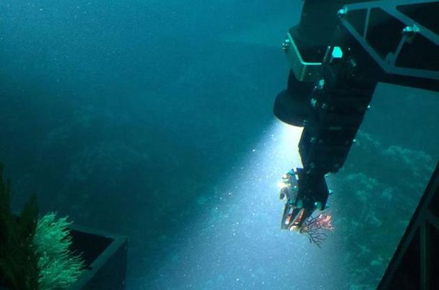 Новый вид кораллов найден в 60 километрах от Панамы