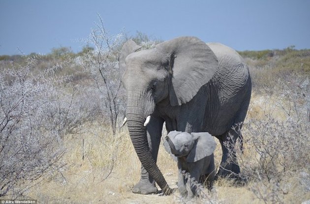 Найден защищающий слонов от рака "ген-зомби"
