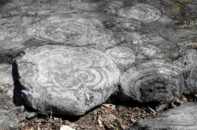 Найдавніші скам'яності на Землі можуть виявитися просто каменем