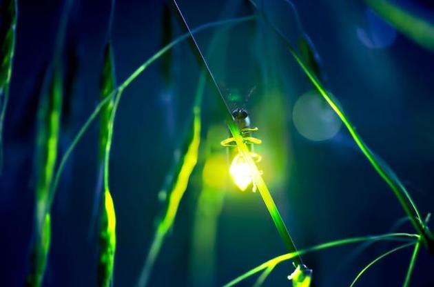 Світляки попереджають хижаків, що їх краще не їсти